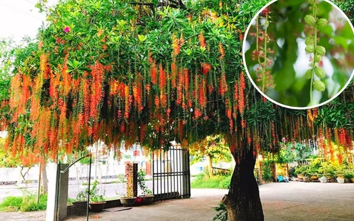 Cây lộc vừng. Ảnh: Greenworks
