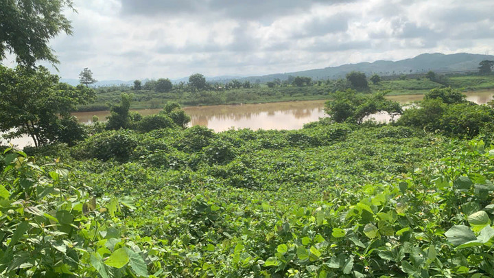 Thửa đất đang thực hiện thu hồi tại xã Đăk Rơ Wa, tỉnh Quảng Ngãi.