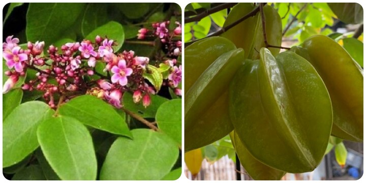 Lá khế rất tốt cho sức khoẻ