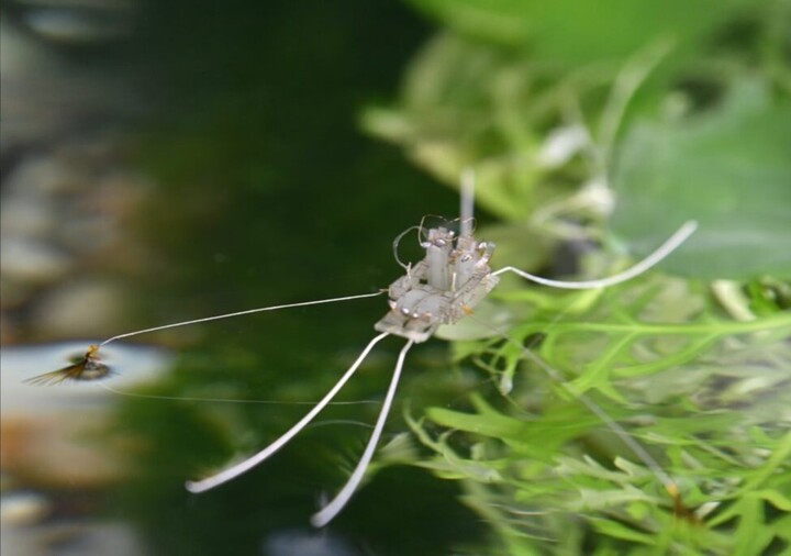 Khám phá robot đi trên nước nhờ bí mật của côn trùng