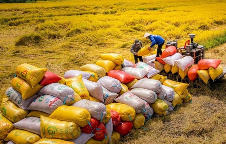 Với sản lượng xuất khẩu hàng chục triệu tấn, gạo đã mang về hàng chục tỷ USD mỗi năm cho Việt Nam. (Ảnh minh họa)