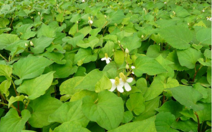 Ăn rau diếp cá có tác dụng gì?