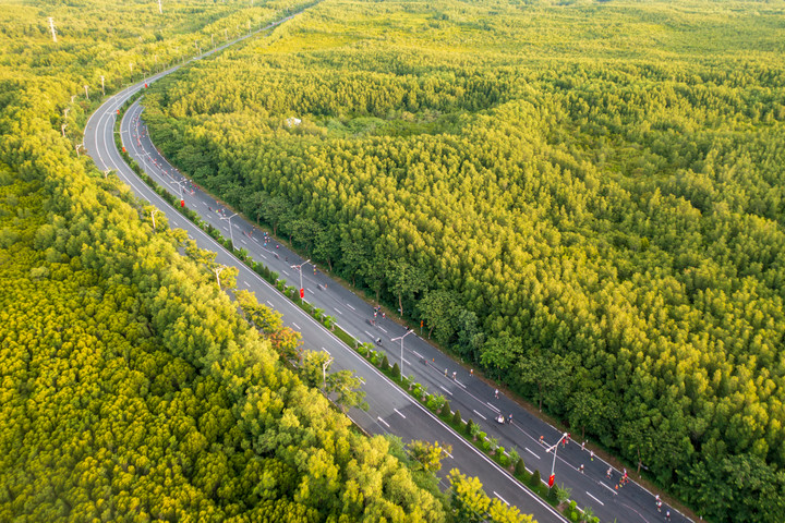 Cung đường marathon uốn lượn giữa rừng ngập mặn xanh mát bất tận.