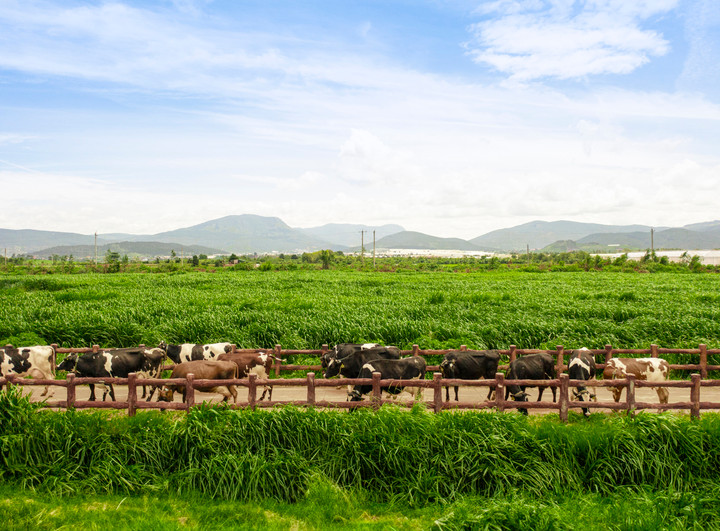 Vinamilk là doanh nghiệp sữa đầu tiên sở hữu cả trang trại và nhà máy đạt trung hòa carbon theo tiêu chuẩn PAS 2060:2014. (Ảnh: Minh Anh)