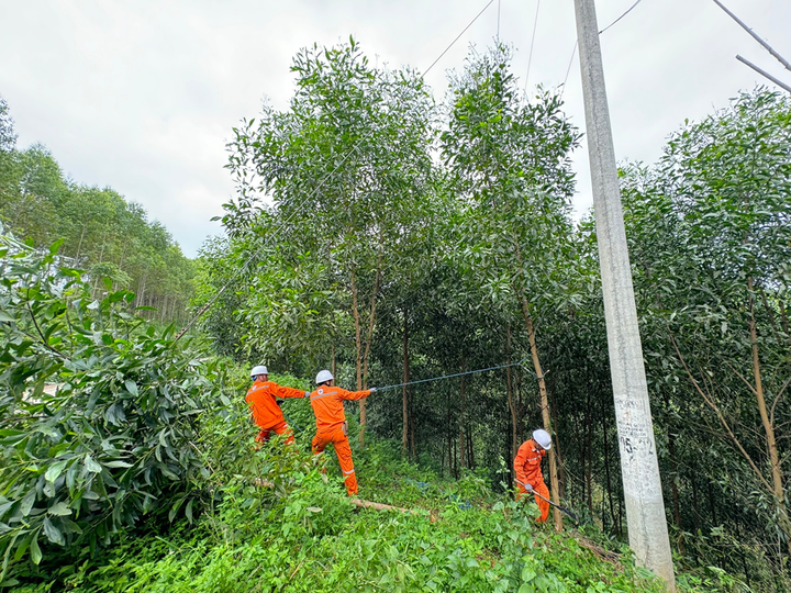 Đội Quản lý điện lực khu vực Văn Lãng (PC Lạng Sơn) phát tuyến, xử lý cây có nguy cơ ngã đổ vào đường dây điện.