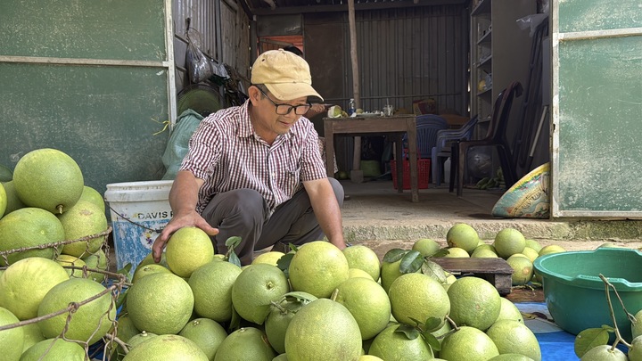 Đặc sản ‘tiến vua’ được mùa, được giá, người dân đếm cây thu tiền triệu mỗi ngày