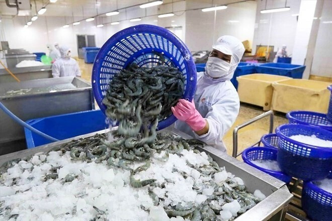 Xuất khẩu tôm vẫn tăng trưởng dương bất chấp thuế quan. Ảnh: Vasep.
