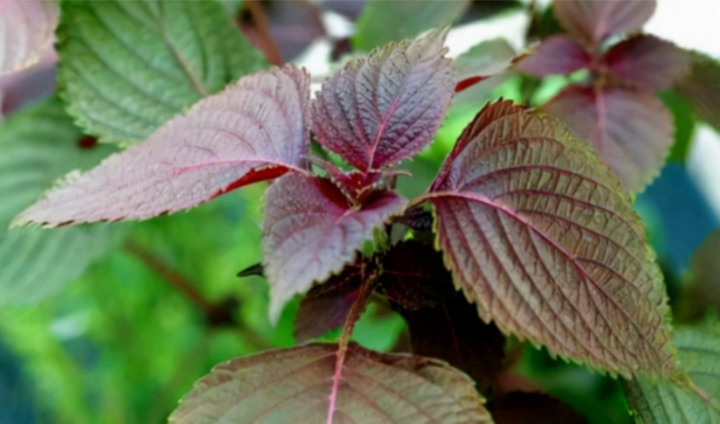 Những lợi ích từ lá tía tô