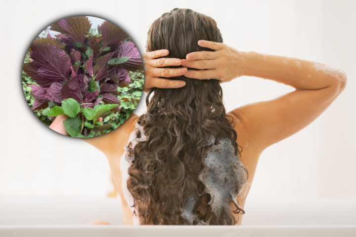 Gội đầu bằng lá tía tô là phương pháp tự nhiên an toàn và hiệu quả giúp giảm rụng tóc, làm sạch da đầu.
