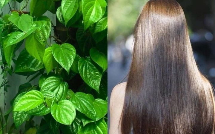 Lá trầu không trị rụng tóc và nuôi dưỡng da đầu, mang lại một mái tóc chắc khỏe.