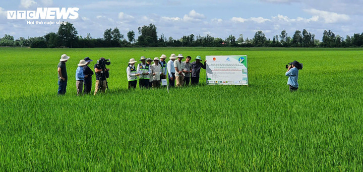 Mô hình canh tác lúa chất lượng cao và giảm phát thải của Hợp tác xã Dịch vụ nông nghiệp Thanh niên Phú Hòa, xã Tân Hội, An Giang. (Ảnh: KNQG)