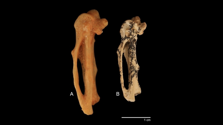 Phát hiện hóa thạch tổ tiên chim hót 18 triệu năm tuổi tại Úc