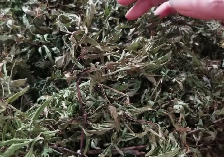 Lá đinh lăng khô lại là lựa chọn tuyệt vời để bảo quản lâu dài, có dược tính ổn định và dễ kiểm soát liều lượng hơn cho mục đích điều trị.