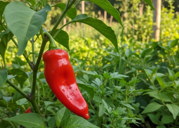 Bài thuốc từ quả ớt