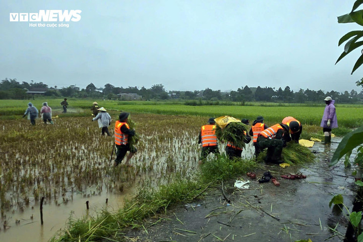 Ở các vùng nông thôn, cán bộ, chiến sĩ Bộ đội Biên phòng TP Huế đang khẩn trương hỗ trợ người dân thu hoạch lúa non để kịp “chạy” bão. (Ảnh: Võ Tiến)