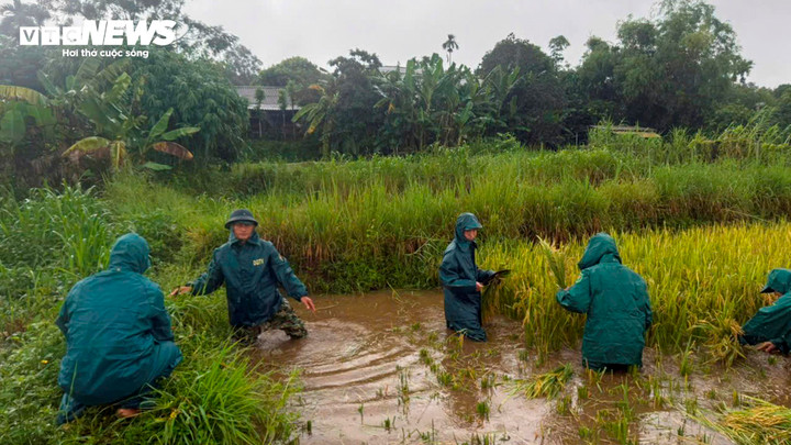 Lực lượng dân quân ở Quảng Trị dầm mưa giúp dân gặt lúa trước khi bão số 10 đổ bộ.