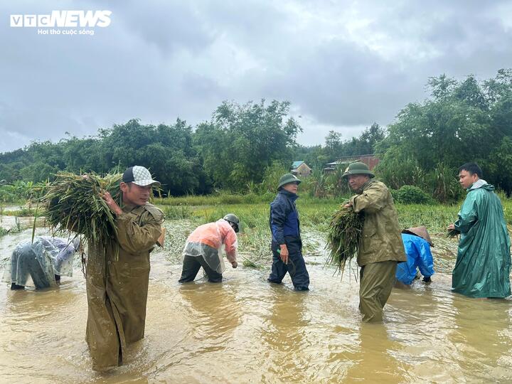Mưa bão cũng khiến nhiều diện tích đất nông nghiệp của người dân xứ Huế bị ngập úng. Để giảm bớt thiệt hại, lực lượng Quân đội và Công an được huy động giúp nông dân thu hoạch lúa non.