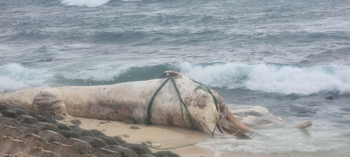 Xác cá voi dạt vào bờ biển Lý Sơn. (Ảnh: L.S)