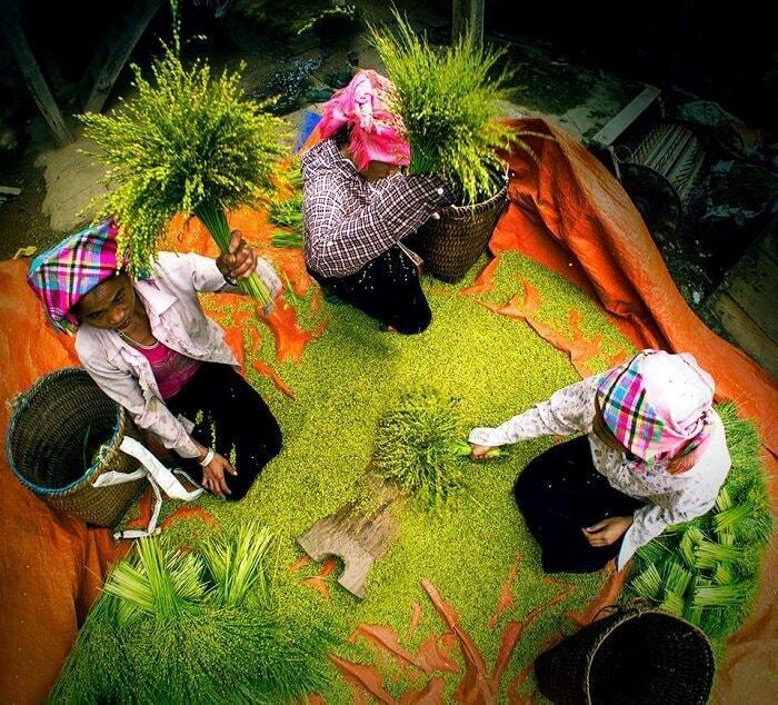 Người dân làm cốm Tú Lệ. (Ảnh: Tạp chí Người Hà Nội)