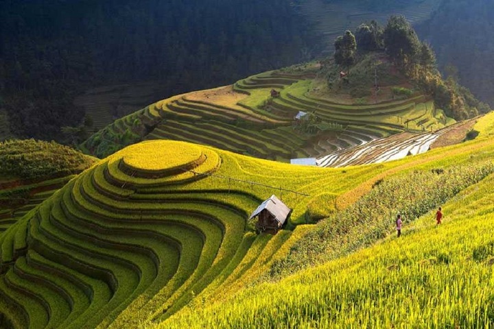 Ruộng lúa La Pán Tẩn. (Ảnh: Dulich24h)
