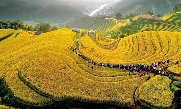 Mùa lúa chín ở Mù Cang Chải. (Ảnh: Dulich24)