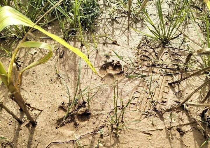 Dấu chân nghi là của hổ xuất hiện ở Phú Thọ.