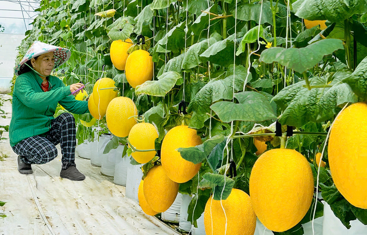 Saigon Co.op hợp tác trực tiếp với HTX và nhà cung cấp uy tín để kiểm soát toàn bộ chuỗi giá trị.