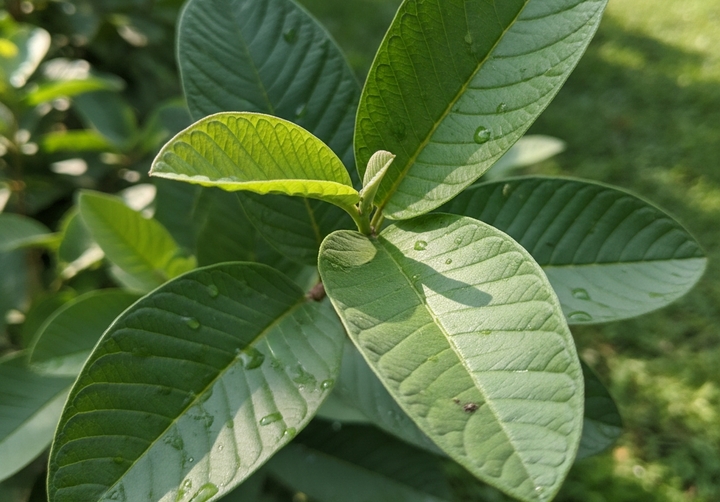 Loại lá rẻ tiền ở Việt Nam giúp hạ đường huyết, trị mụn, bảo vệ gan