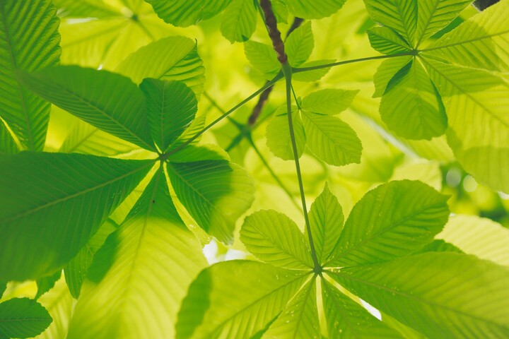 Có thể thực hiện quang hợp nhân tạo ở quy mô công nghiệp không? (Nguồn: Unsplash)