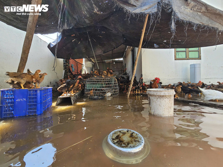 Dù đã được cứu, đàn vật nuôi vẫn đối mặt với nguy cơ bị nước lũ dâng nhấn chìm.