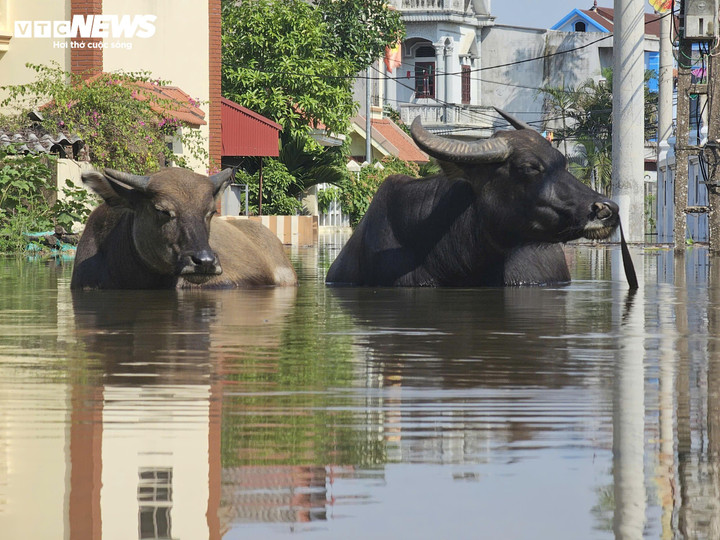 'Rốn lũ' Hà Nội: Tối nước còn mấp mé mép sân, trưa hôm sau đã tới nóc nhà - 5