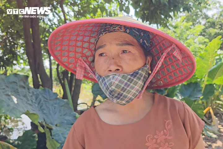 Ánh mắt bất lực của bà Quyên khi mọi nỗ lực cứu vãn hoa màu đều trở nên vô nghĩa trước dòng nước lũ dâng nhanh.