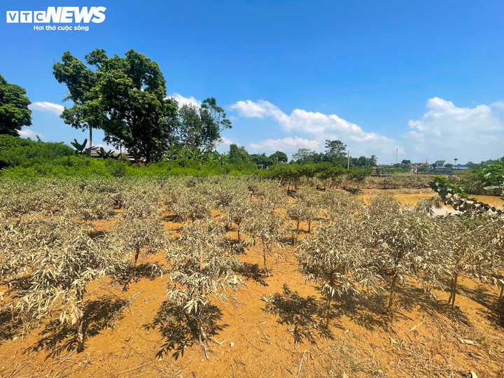 Các gốc cây hôm qua còn xanh tốt nay èo uột màu vàng úa.