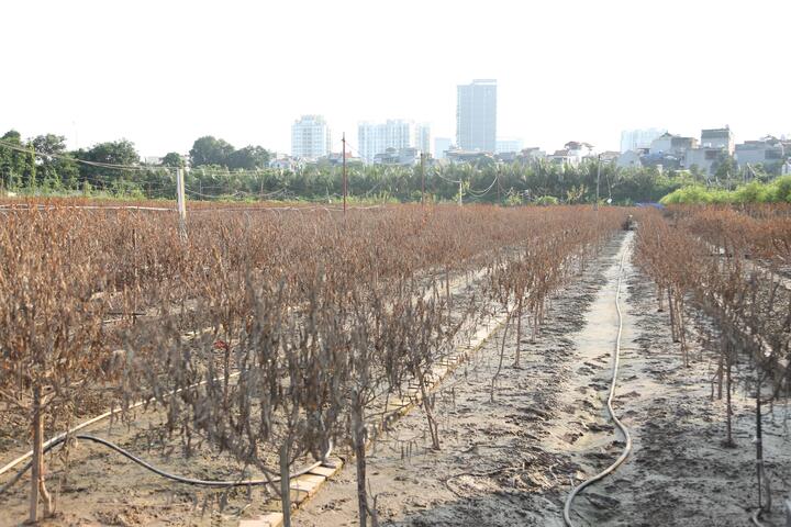 Một số người cho biết, 90% diện tích trồng đào đều phải bỏ đi.
