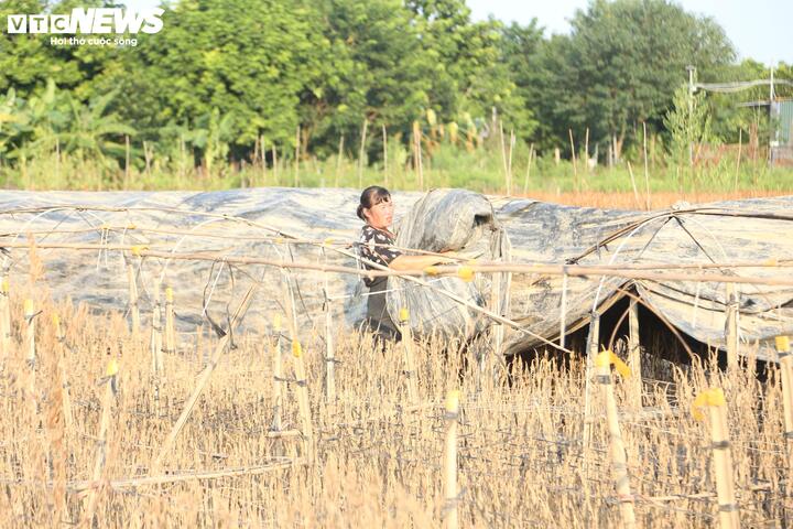 Chị Nguyễn Thị Thảo thu dọn giàn để chuẩn bị cho mùa vụ năm sau.
