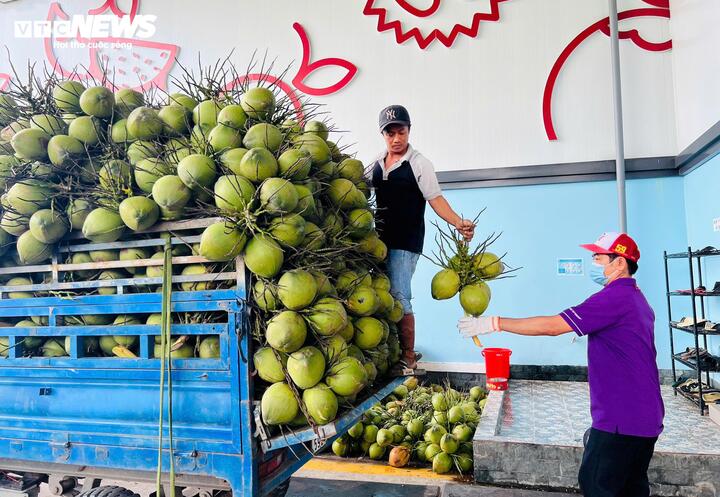 Giá dừa tươi giảm sâu sau 1 năm tăng giá mạnh. (Ảnh: Nguyễn Liến)