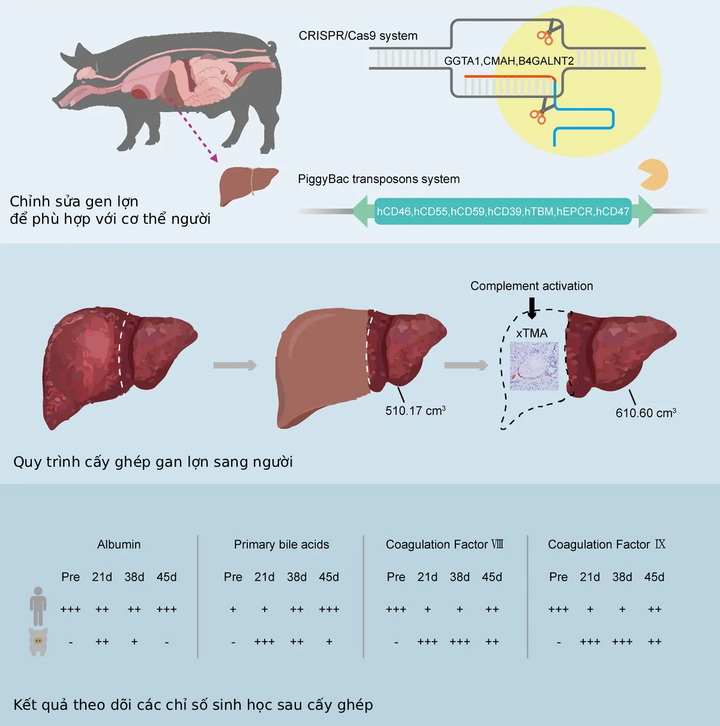 Sơ đồ minh họa cách thức chỉnh sửa gene được thực hiện bằng CRISPRCas9. (Nguồn: Journal of Hepatology)
