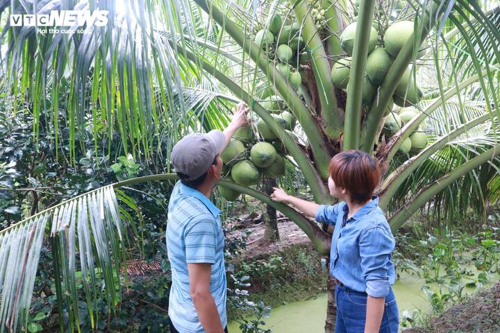 Nông dân ký hợp đồng được doanh nghiệp bao tiêu đầu ra, giúp giá bán ổn định và kỹ thuật canh tác được hướng dẫn bài bản. (Ảnh: Nguyễn Liến)