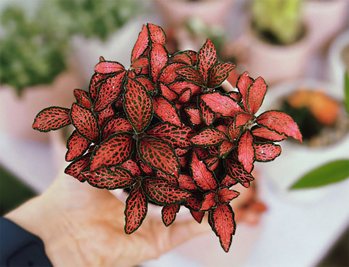 Cây cẩm nhung đỏ.