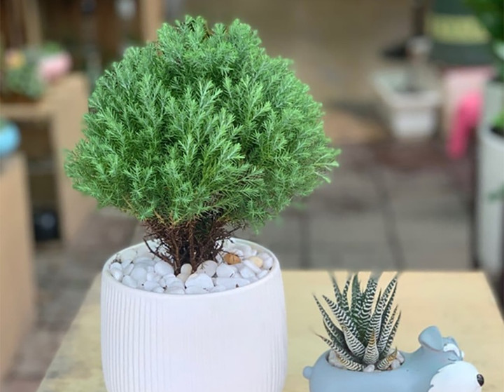 Cây tùng bồng lai.