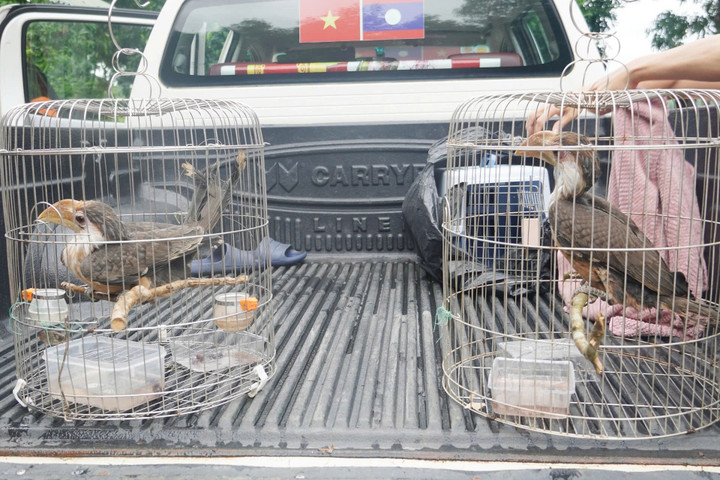 Hai con chim niệc nâu non bay vào nhà dân ở Quảng Trị được bàn giao cho lực lượng kiểm lâm.