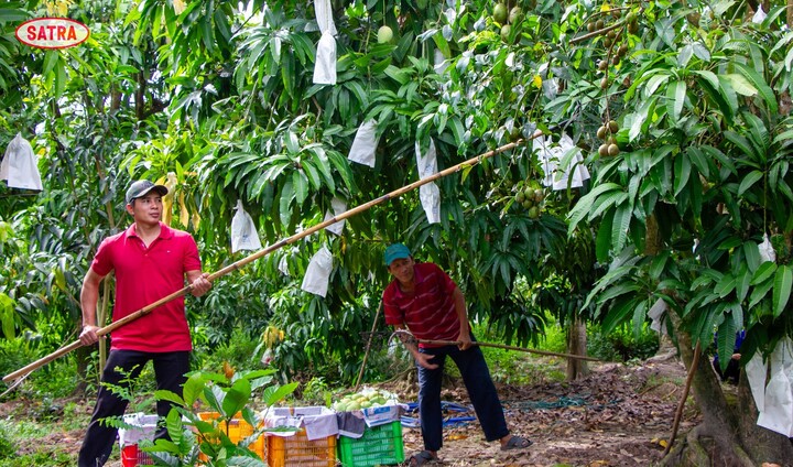 COFIDEC, đơn vị thành viên của SATRA, đã xây dựng vùng cung ứng chuẩn, đảm bảo chuỗi khép kín “từ nông trại đến bàn ăn”.