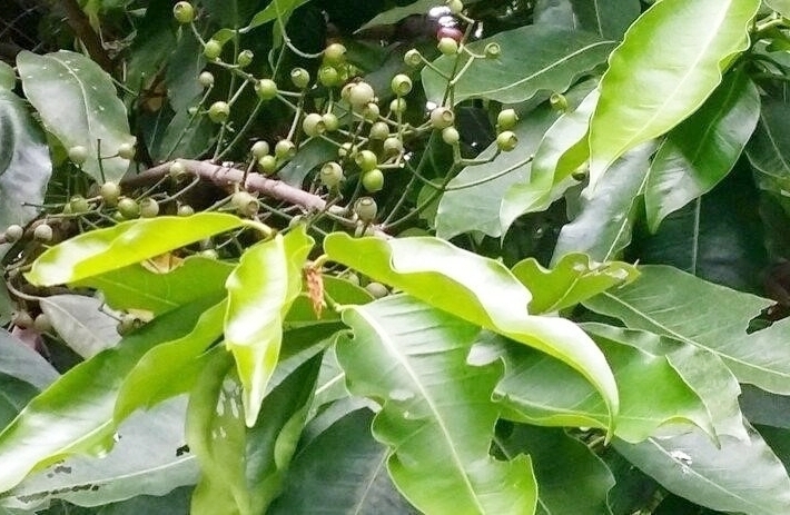 Lá và nụ vối chứa hoạt chất kháng sinh tự nhiên. (Ảnh minh hoạ)