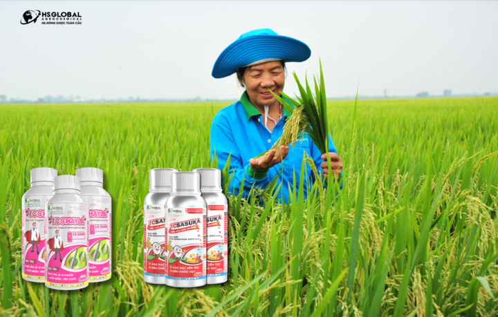 TC Cháy Lá kết hợp cùng TCSASUKA - bộ đôi giúp cây trồng phát triển tốt, tăng cao năng suất.