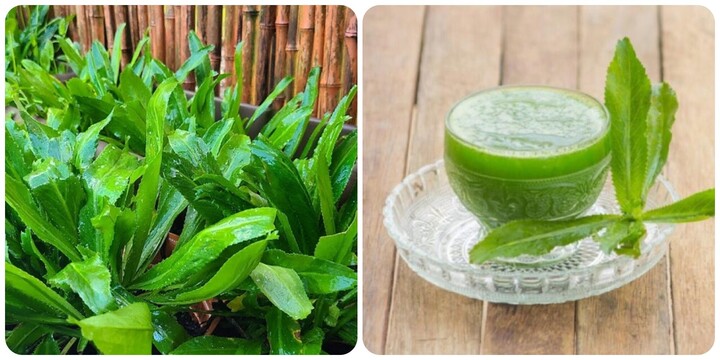 Uống nước lá mùi tàu rất tốt cho sức khoẻ