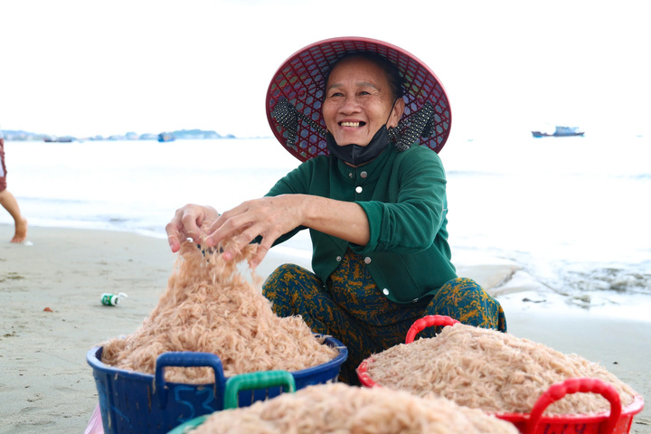 Trúng đậm ruốc biển, ngư dân Quảng Ngãi bỏ túi bạc triệu mỗi ngày