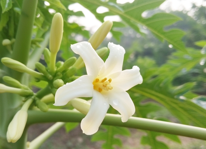 Hoa đu đủ đực được đánh giá cao về dược tính.