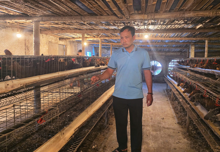 Trang trại của gia đình anh Lê Ngọc Khiêm, trú tại xã Tân Minh, TP Hải Phòng bị kẻ gian lấy mất 300 con gà ác đẻ trứng.