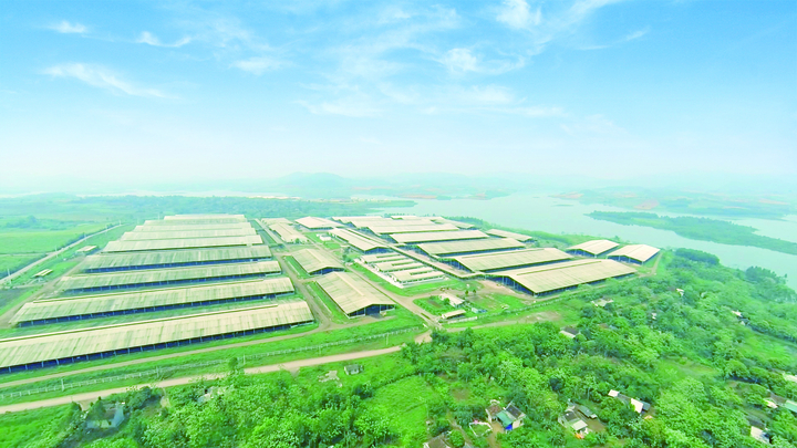 Cụm trang trại chăn nuôi bò sữa tập trung ứng dụng công nghệ cao với quy trình sản xuất khép kín của TH đã xác lập kỷ lục lớn nhất thế giới (năm 2020).