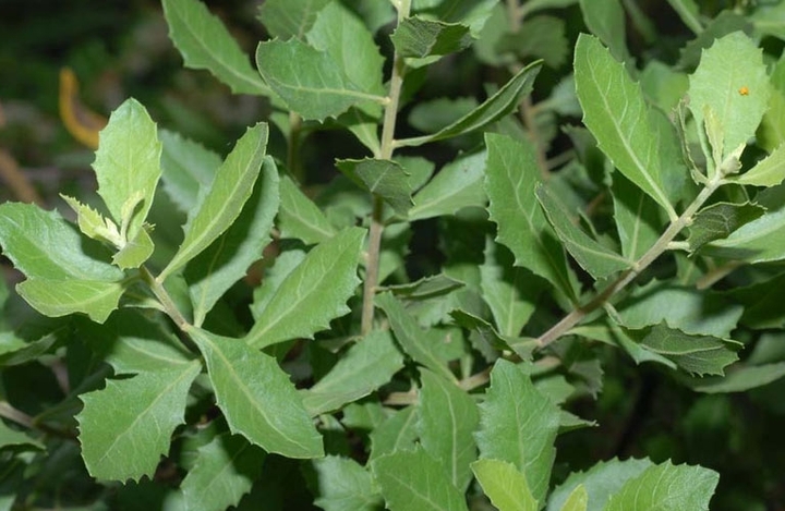 Loài cây mọc hoang chứa hoạt chất hỗ trợ chữa cảm, viêm khớp